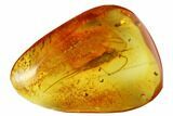 Detailed Fossil Bristletail (Archaeognatha) In Baltic Amber #173640-1